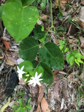 صورة Jasminum elongatum (P. J. Bergius) Willd.