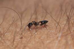 صورة Crematogaster auberti Emery 1869