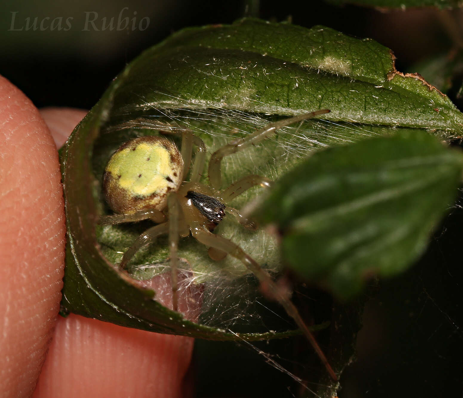 Imagem de Araneus workmani (Keyserling 1884)