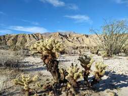 صورة Cylindropuntia bigelovii var. bigelovii