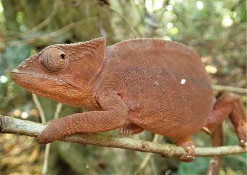 Image of Calumma ambreense (Ramanantsoa 1974)