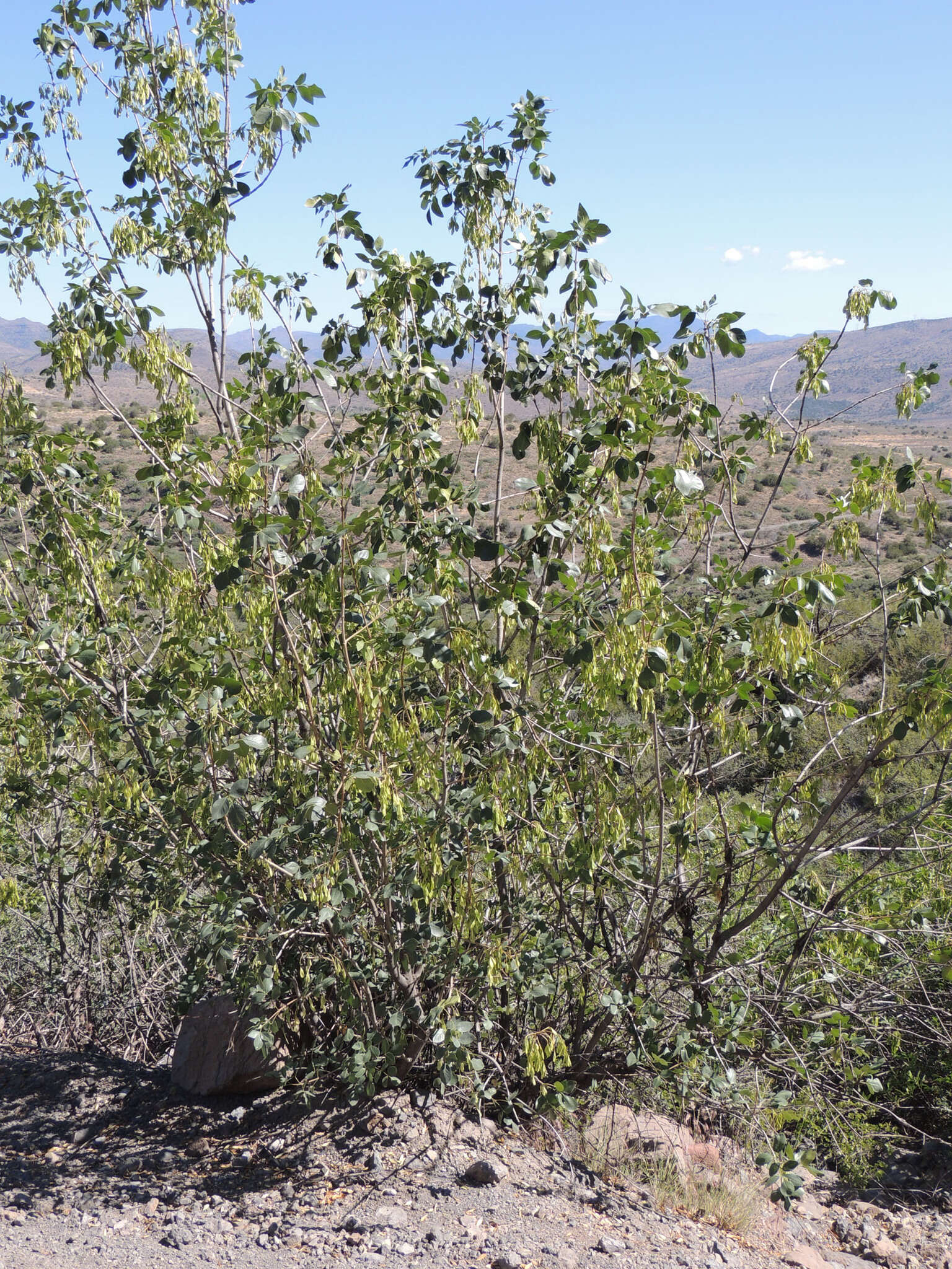 Image of single-leaf ash