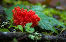 Ramaria araiospora Marr & D. E. Stuntz 1974的圖片