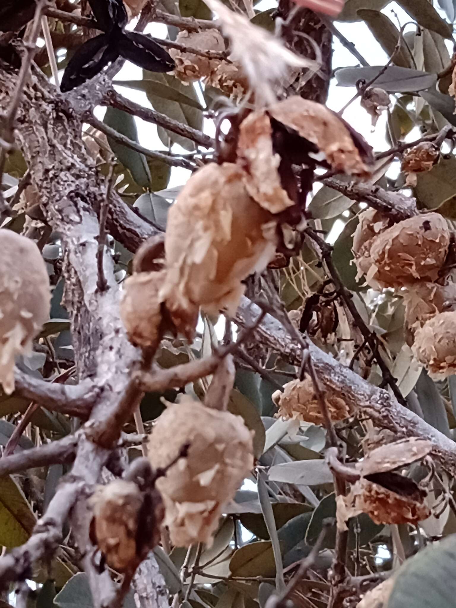 Image of Qualea parviflora Mart.