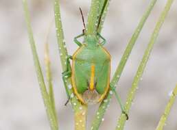 Image of Chlorochroa (Rhytidolomia) faceta (Say 1825)