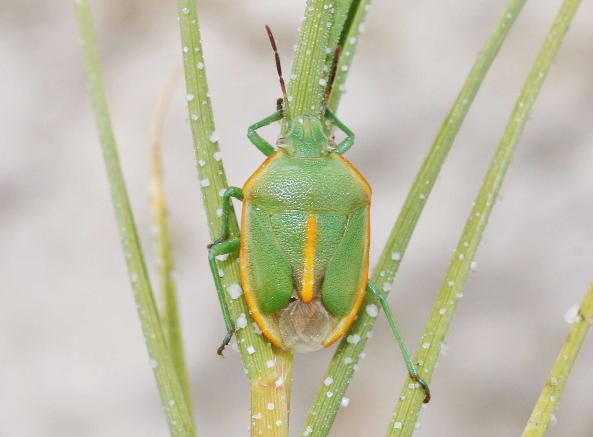 Image of Chlorochroa (Rhytidolomia) faceta (Say 1825)