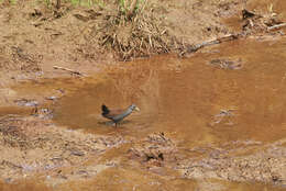 Image of Black-tailed Crake