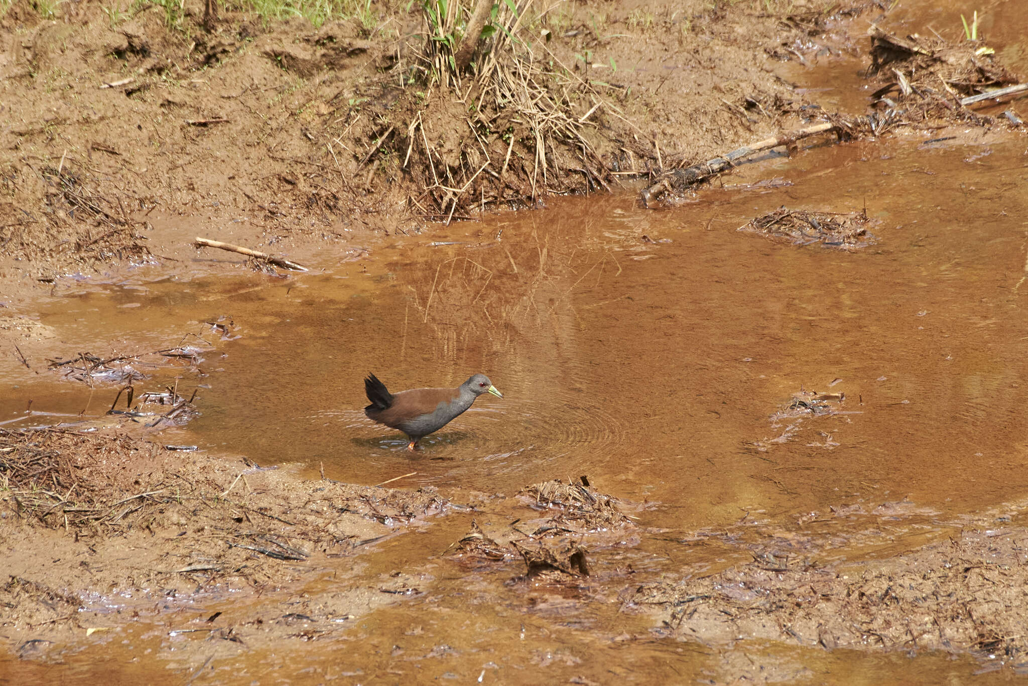 Image of Black-tailed Crake