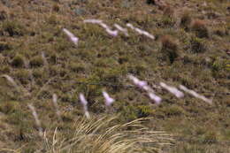 Imagem de Dierama robustum N. E. Br.