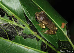 Image of Corythomantis greeningi Boulenger 1896