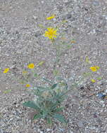 Image of Osteospermum microcarpum subsp. microcarpum