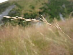 Image of Rytidosperma merum Connor & Edgar