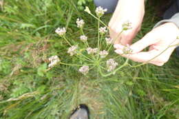 Image of Carum verticillatum (L.) W. D. J. Koch