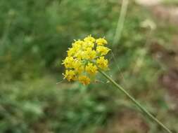 Image of Bupleurum alpigenum Jord. & Fourr.