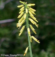 Image of Fence Aloe