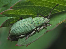 Image of Phyllobius (Subphyllobius) virideaeris (Laicharting 1781)