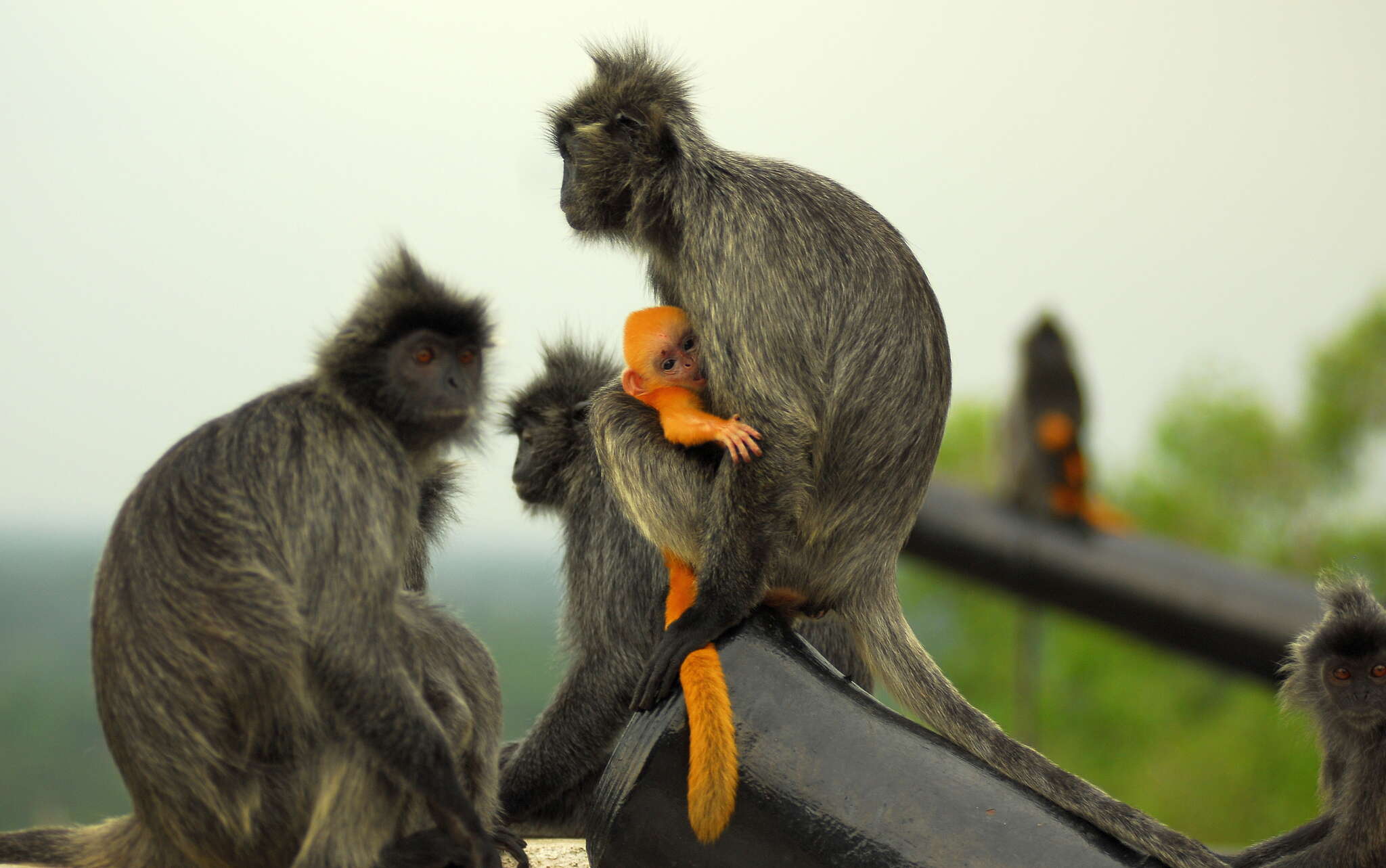 Image of Trachypithecus selangorensis Roos, Nadler & Walter 2008