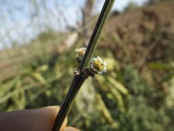 Image of Euphorbia colletioides Benth.