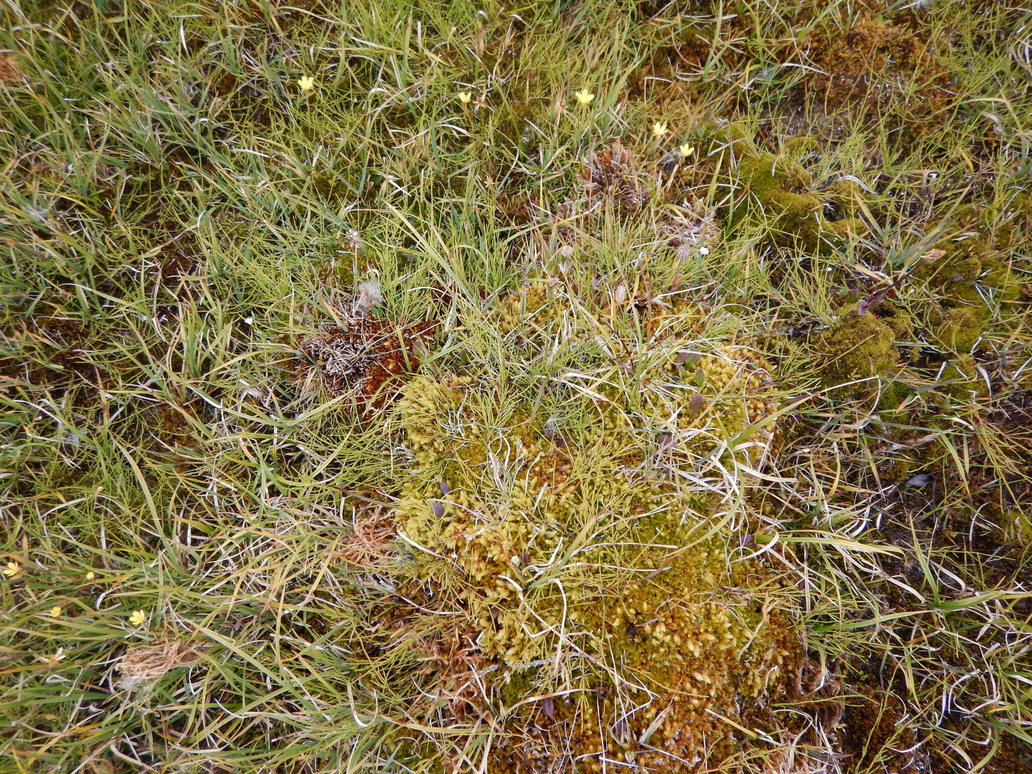 Saxifraga hirculus L. resmi