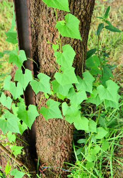 Image of Zehneria marlothii (Cogn.) R. & A. Fernandes