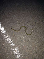 Image of Plains Garter Snake