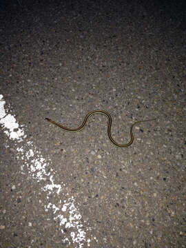 Image of Plains Garter Snake
