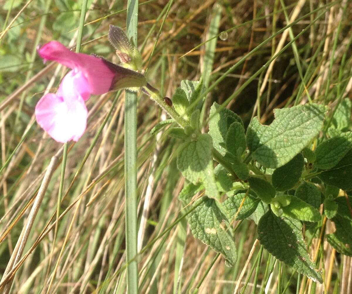 Salvia microphylla Kunth resmi