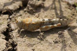 Imagem de Sphingonotus (Sphingonotus) caerulans (Linnaeus 1767)