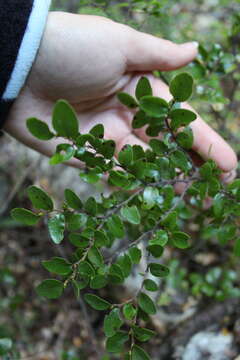 Image of Nothofagus cliffortioides (Hook. fil.) Oerst.