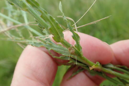 Image of Wahlenbergia krebsii Cham.