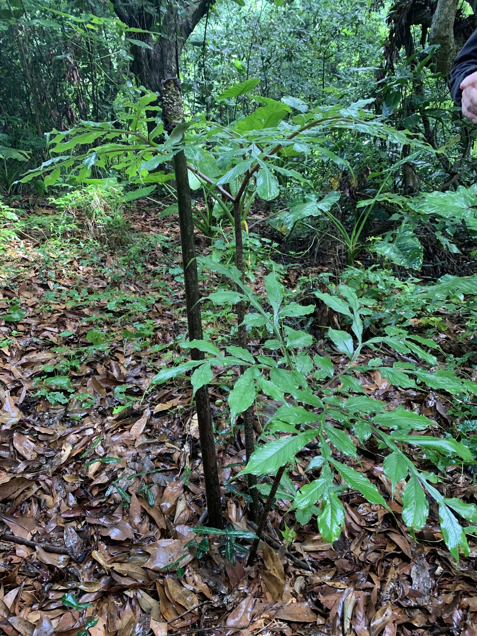 Amorphophallus hirtus N. E. Br. resmi