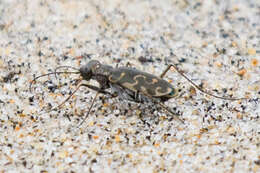 Plancia ëd Cicindela (Cicindelidia) trifasciata sigmoidea Le Conte 1851