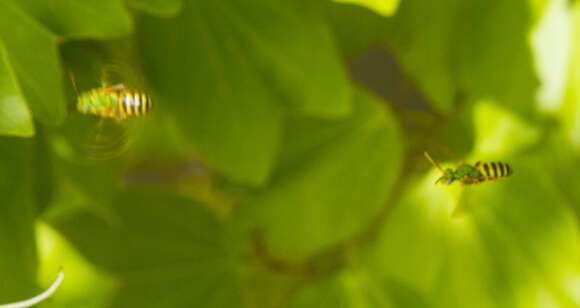 Image of Agapostemon splendens (Lepeletier 1841)