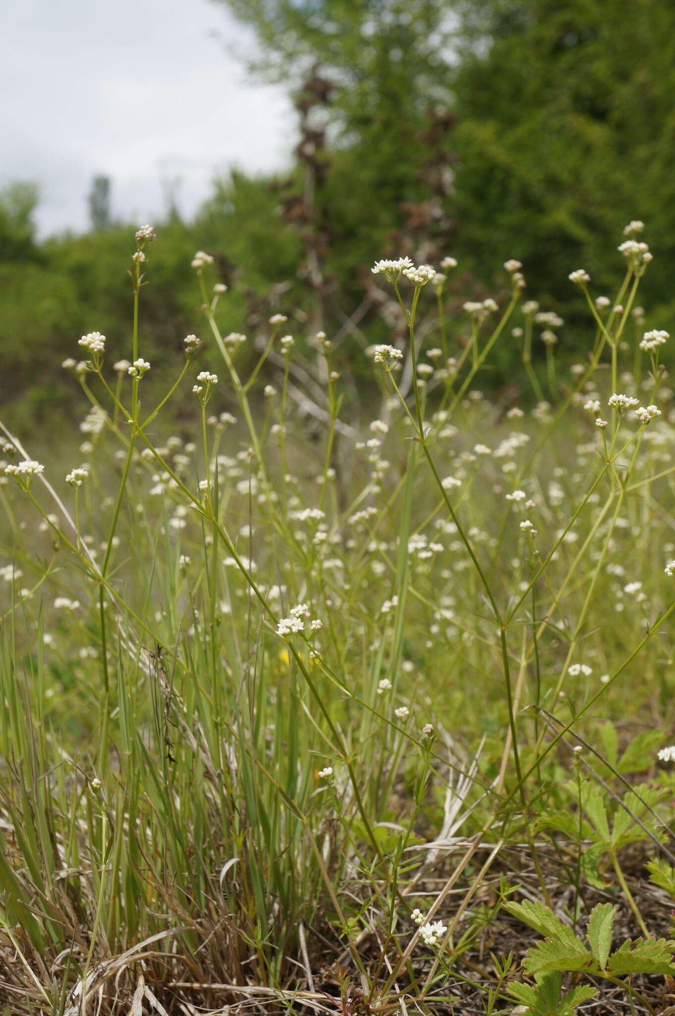 Plancia ëd Galium elongatum C. Presl