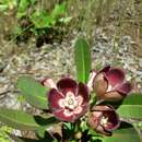 Plancia ëd Glossostelma spathulatum (K. Schum.) Bullock