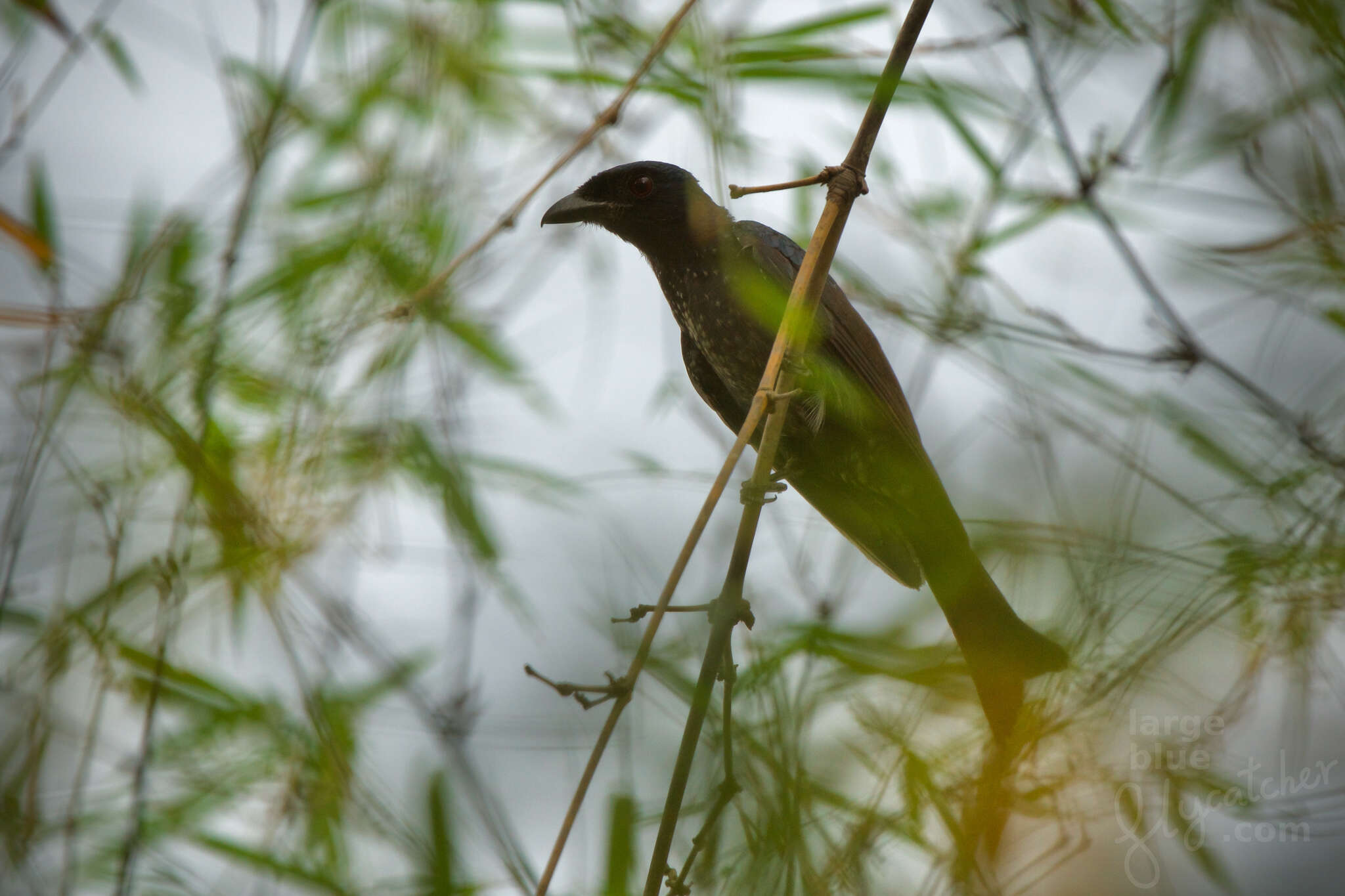 Image of Crow-biled Drongo