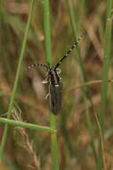 Image of Agapanthia (Epoptes) cynarae (Germar 1817)