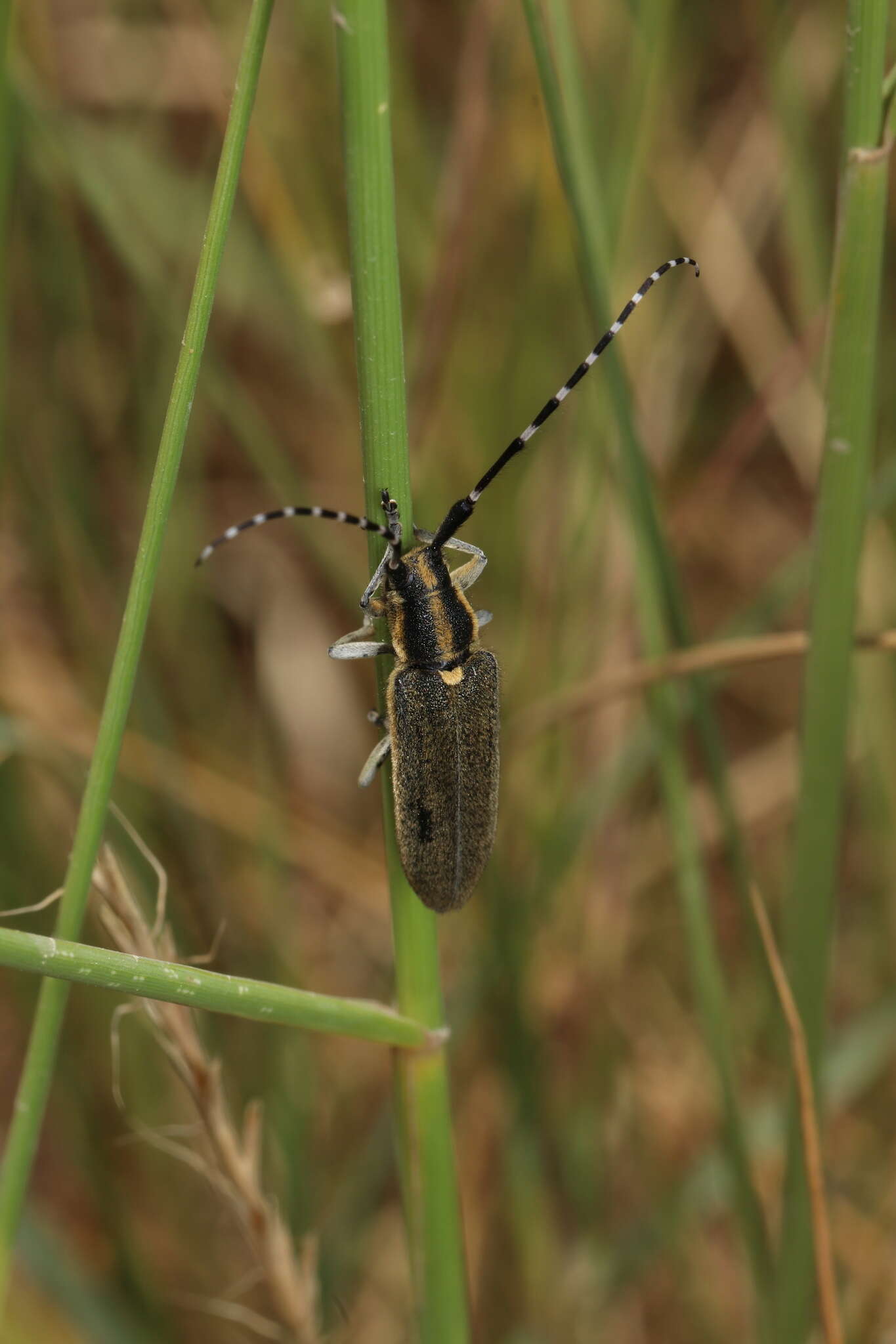 Image of Agapanthia (Epoptes) cynarae (Germar 1817)