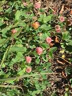 Image of strawberry clover