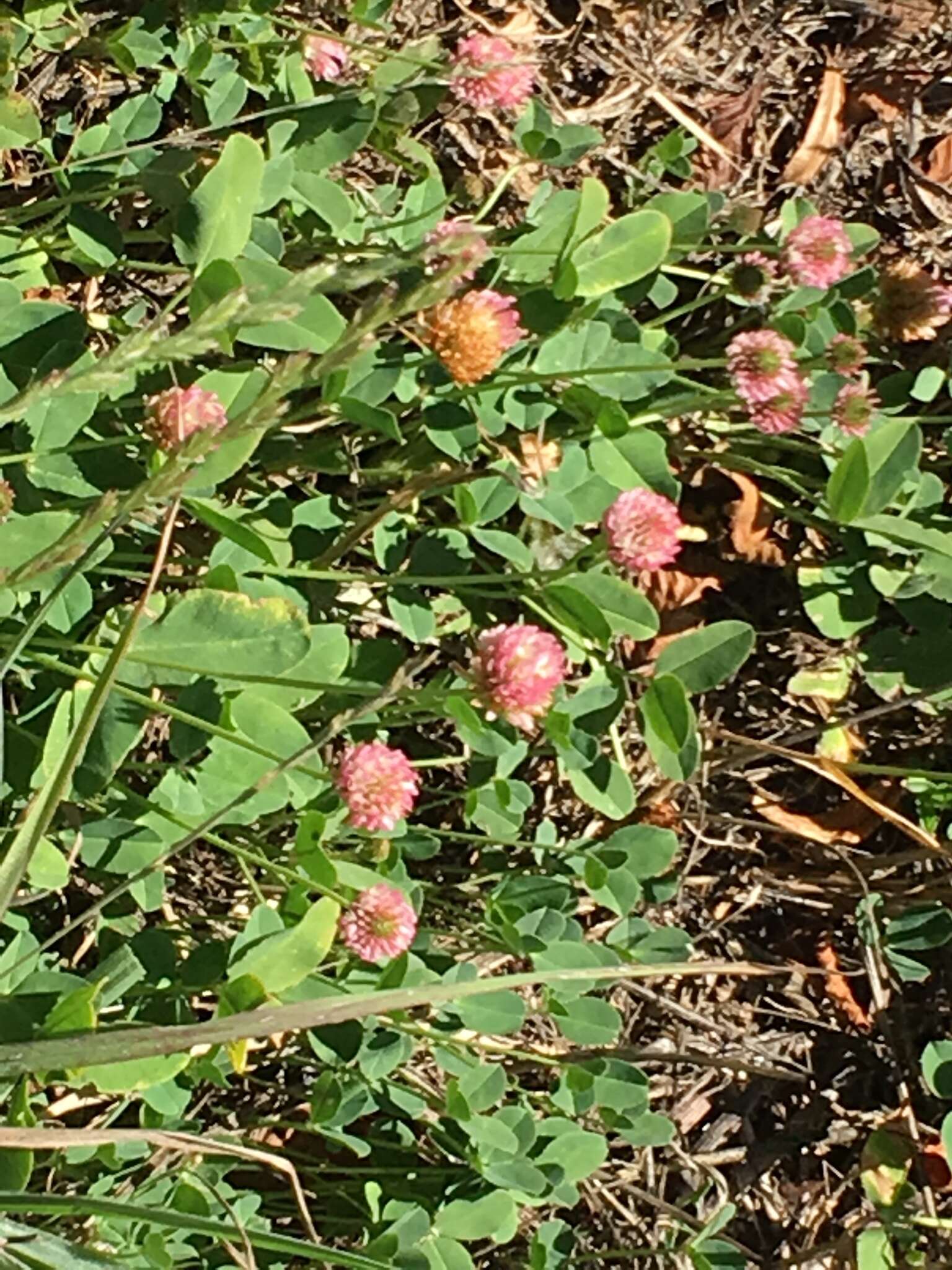 Image of strawberry clover