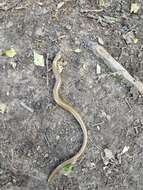 Image of Slow Worm