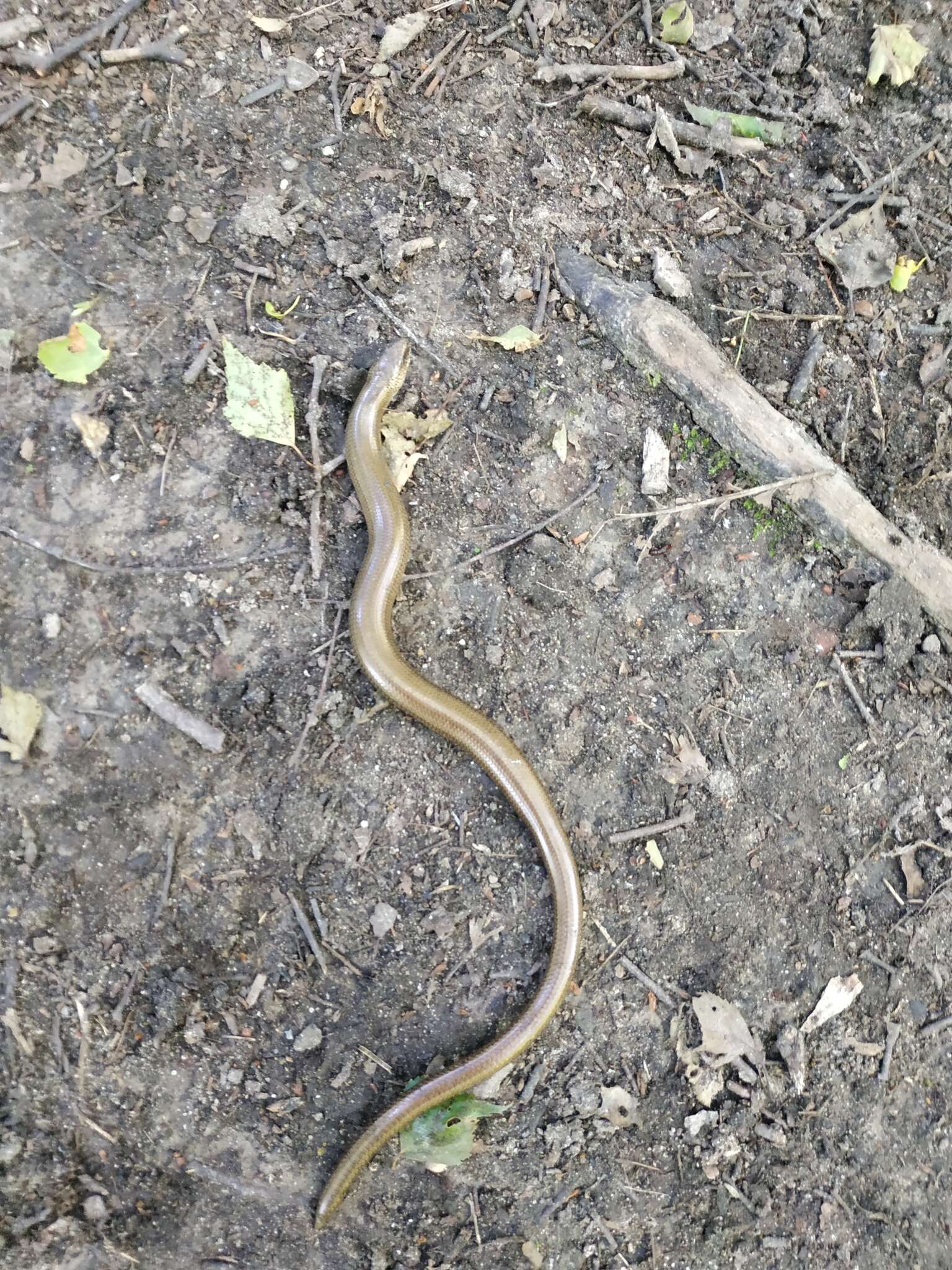 Image of Slow Worm