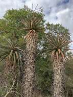 Image of Aloe marlothii subsp. marlothii