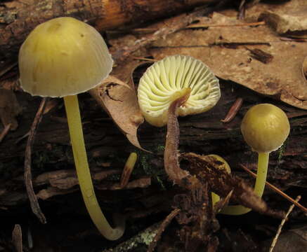 Image of Mycena epipterygia (Scop.) Gray 1821