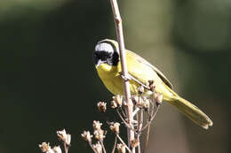 Image of Hooded Yellowthroat