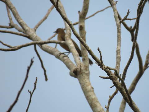 Imagem de Turdus grayi Bonaparte 1838