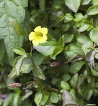 Erythranthe nepalensis (Benth.) G. L. Nesom resmi