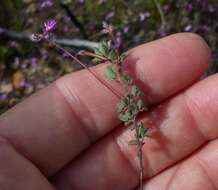 Image of <i>Indigofera alopecuroides</i> var. <i>minor</i> E. Mey.