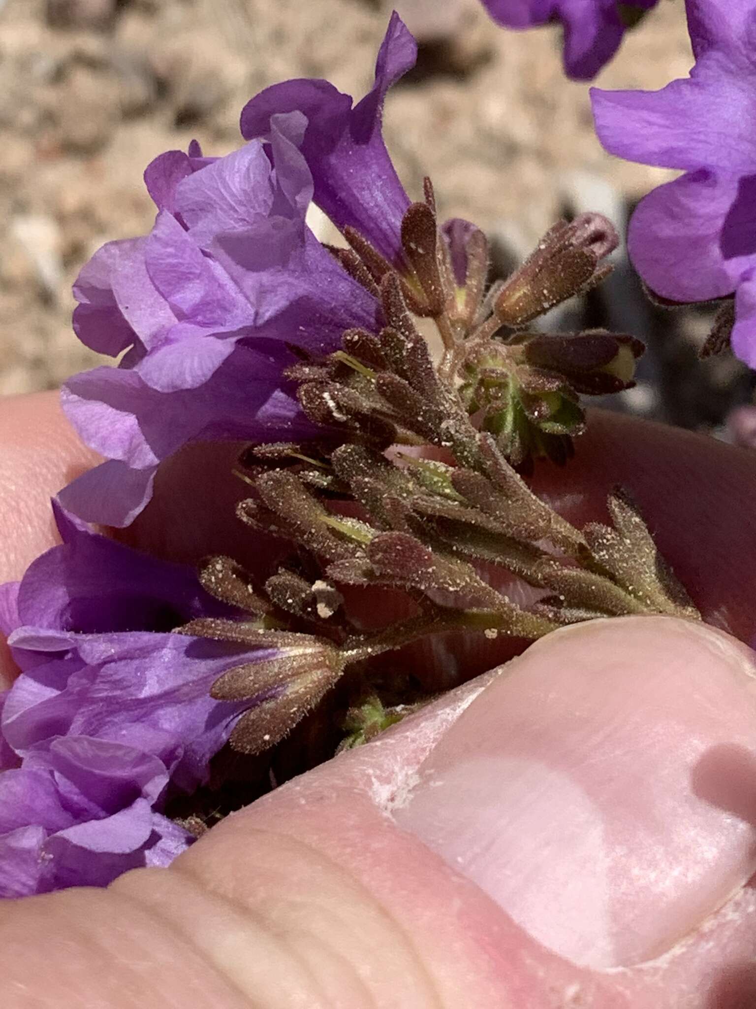 Phacelia pulchella A. Gray resmi