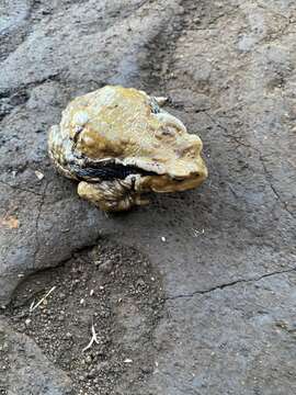 Image of Japanese Common Toad